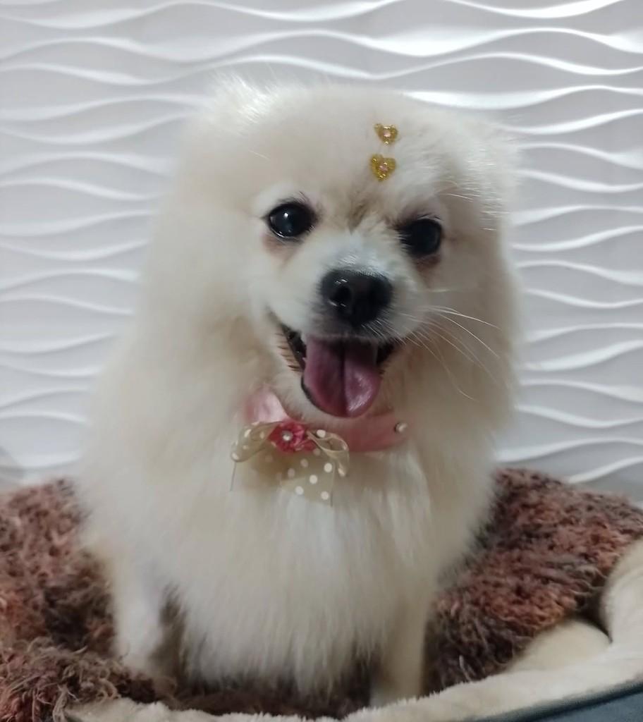 Nanda, cachorro de porte médio para adoção em São Paulo - SP
