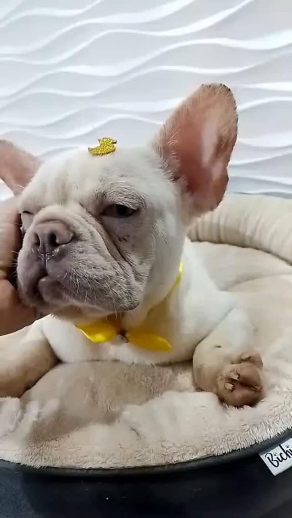 Branquinho, cachorro de porte pequeno para adoção em São Paulo - SP