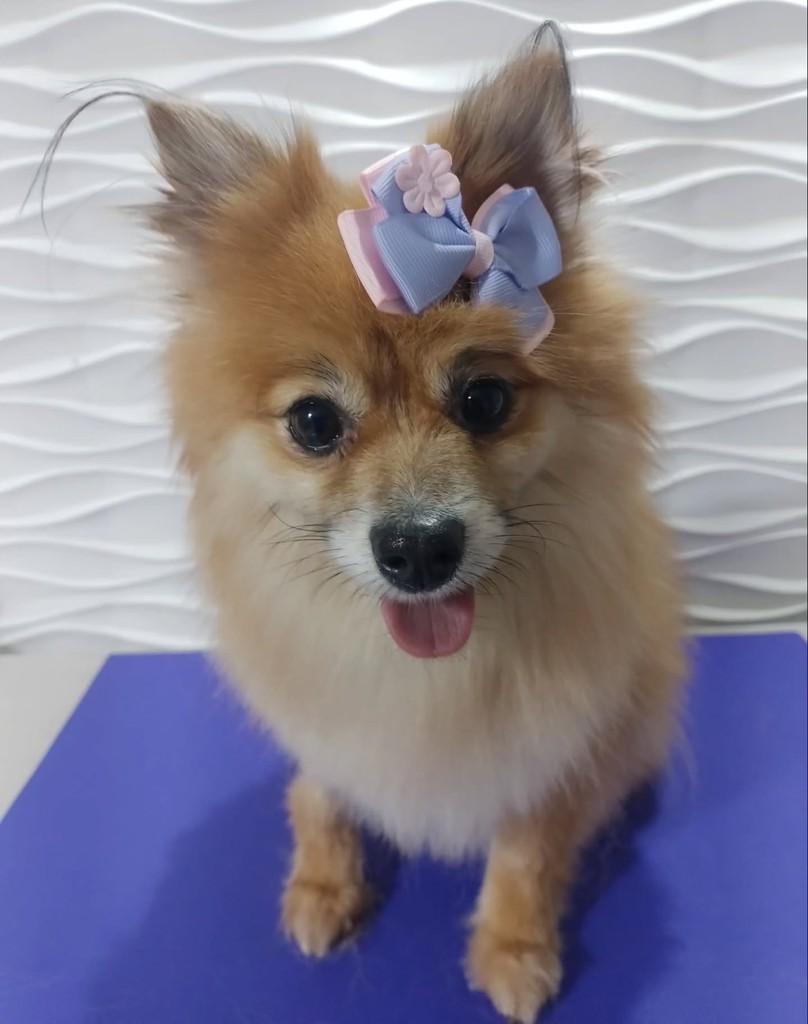 Jéssica, cachorro de porte pequeno para adoção em São Paulo - SP