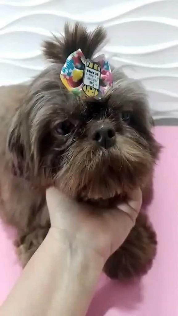 Teka, cachorro de porte pequeno para adoção em São Paulo - SP