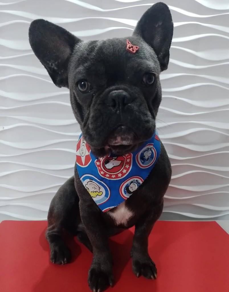 Leoncio, cachorro de porte pequeno para adoção em São Paulo - SP
