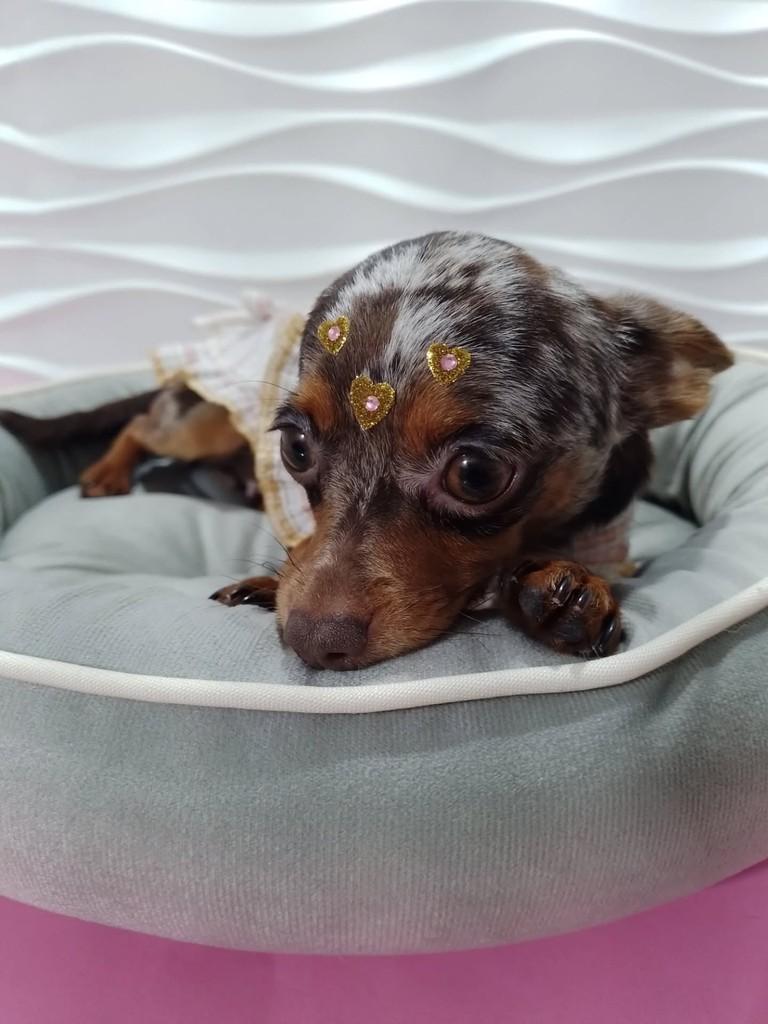 Balu, cadela de porte pequeno para adoção em São Paulo - SP