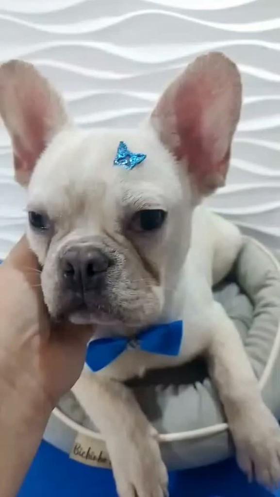 Mickey, cachorro de porte pequeno para adoção em São Paulo - SP