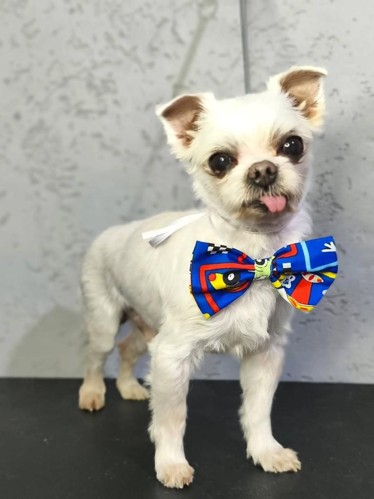 Jonas, cachorro de porte pequeno para adoção em São Paulo - SP