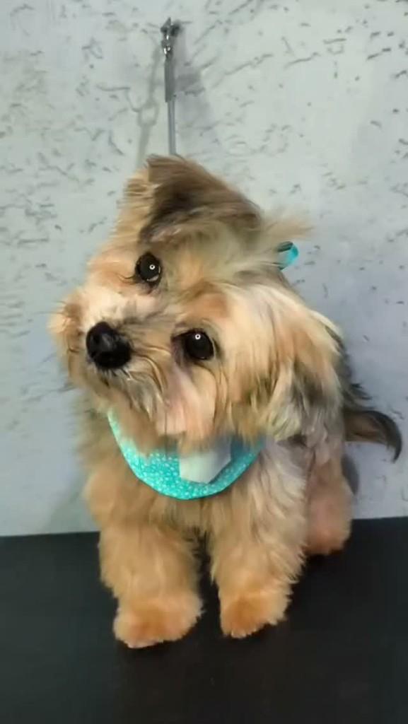 Paco, cachorro de porte pequeno para adoção em São Paulo - SP