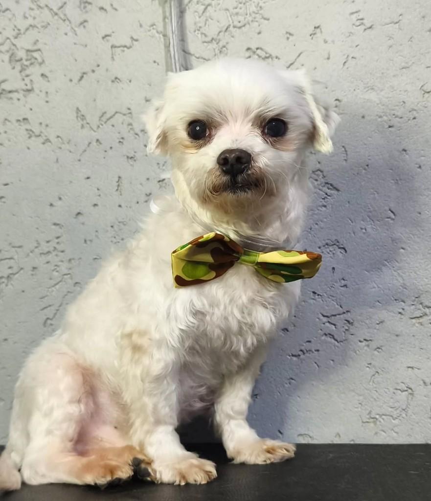 Billy, cachorro de porte pequeno para adoção em São Paulo - SP