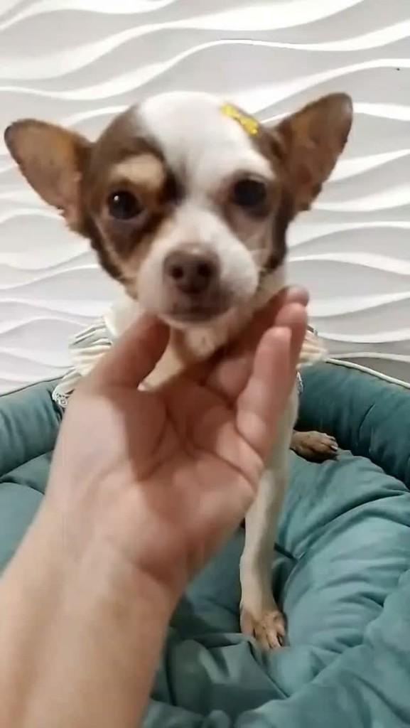 Romena, cachorro de porte pequeno para adoção em São Paulo - SP
