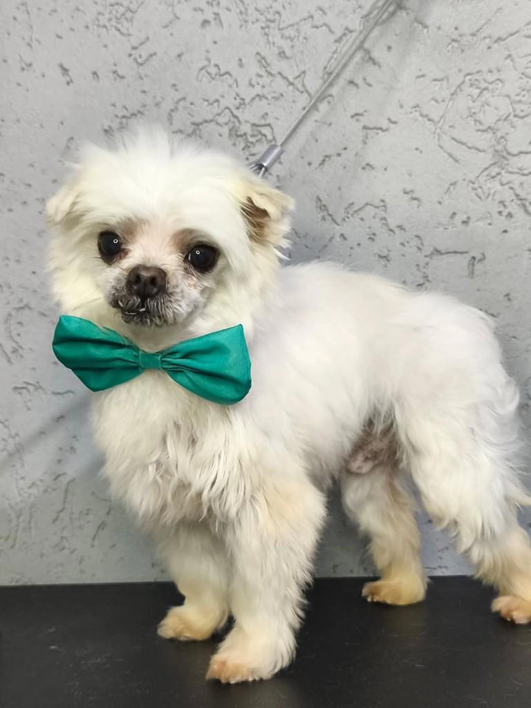 Davi, cachorro de porte pequeno para adoção em São Paulo - SP