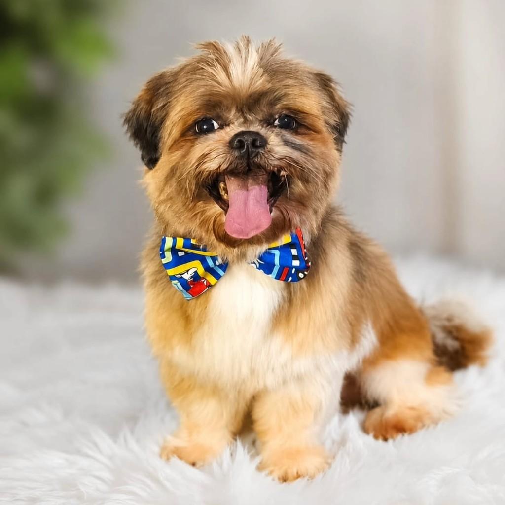 Ralf, cachorro de porte pequeno para adoção em São Paulo - SP