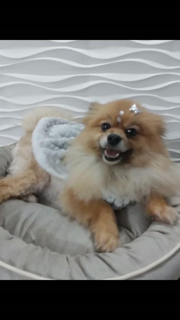 Emily, cadela de porte pequeno para adoção em São Paulo - SP