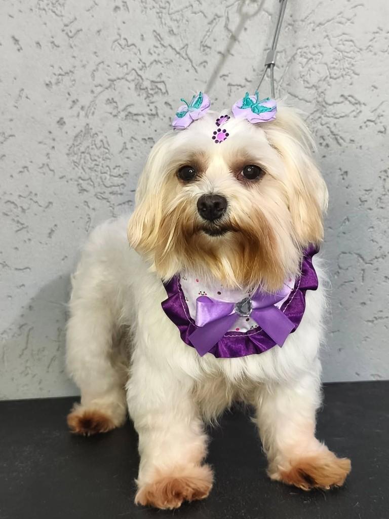 Nivia, cachorro de porte pequeno para adoção em São Paulo - SP