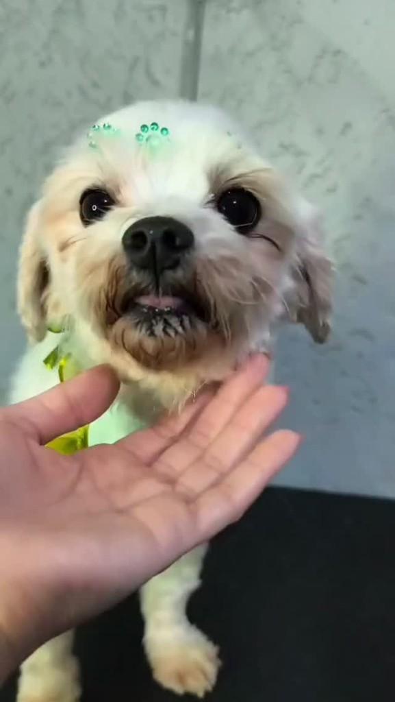 Francis, cachorro de porte pequeno para adoção em São Paulo - SP