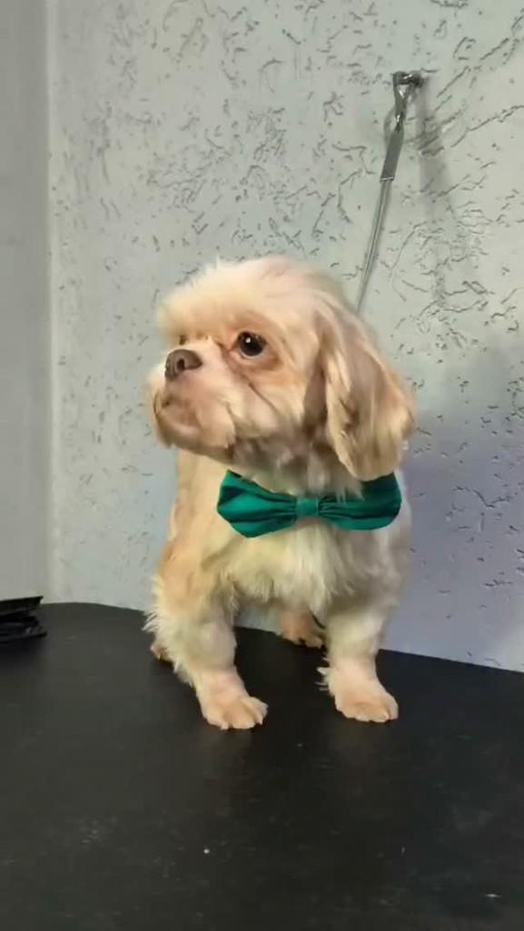 Vitor, cachorro de porte pequeno para adoção em São Paulo - SP