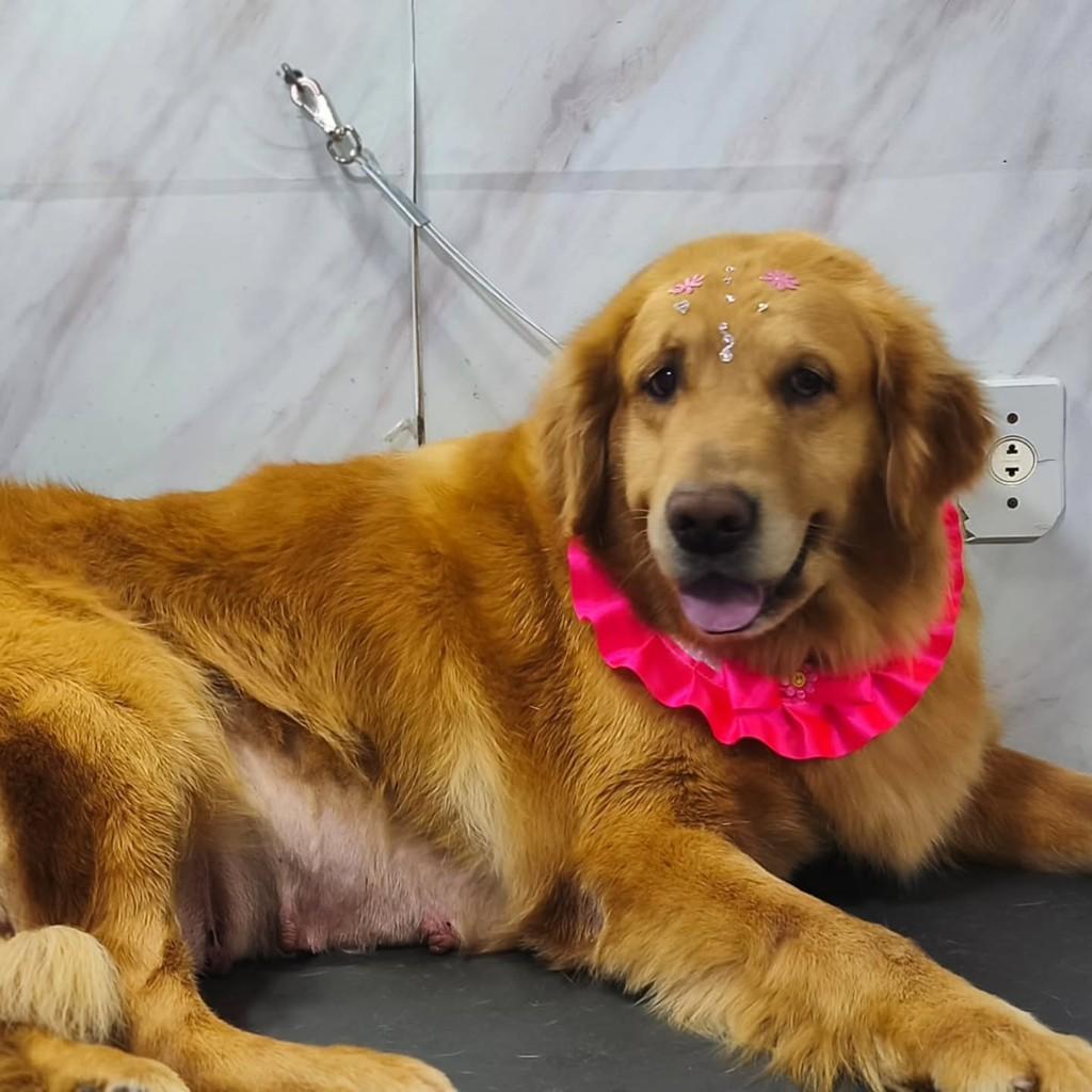 Juliette, cachorro de porte médio para adoção em São Paulo - SP