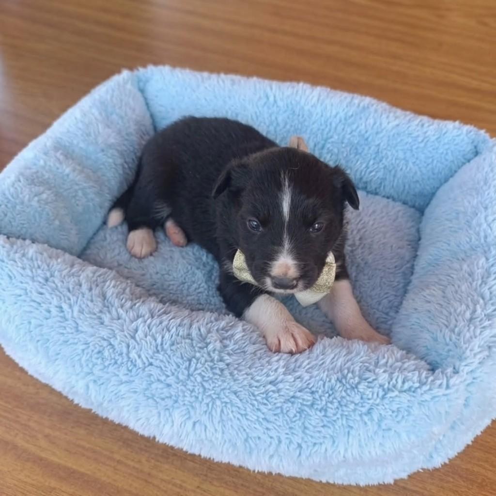 Mateo, cachorro de porte médio para adoção em São Paulo - SP