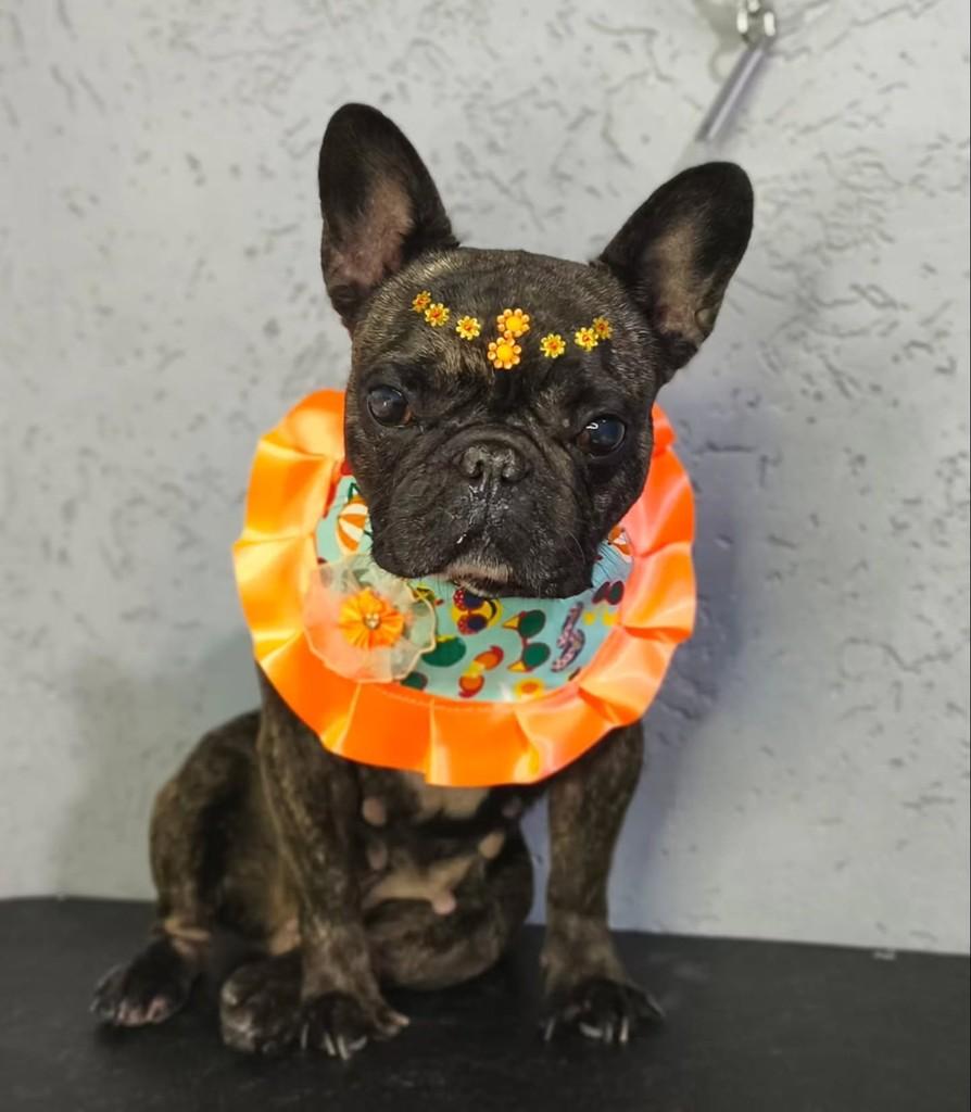 Lolla, cadela de porte pequeno para adoção em São Paulo - SP