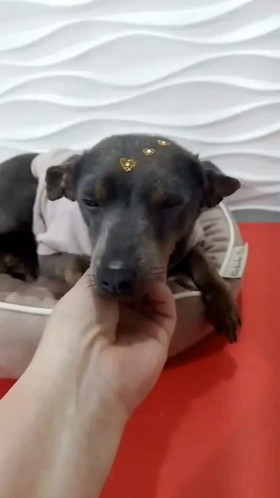 Cacau, cadela de porte pequeno para adoção em São Paulo - SP