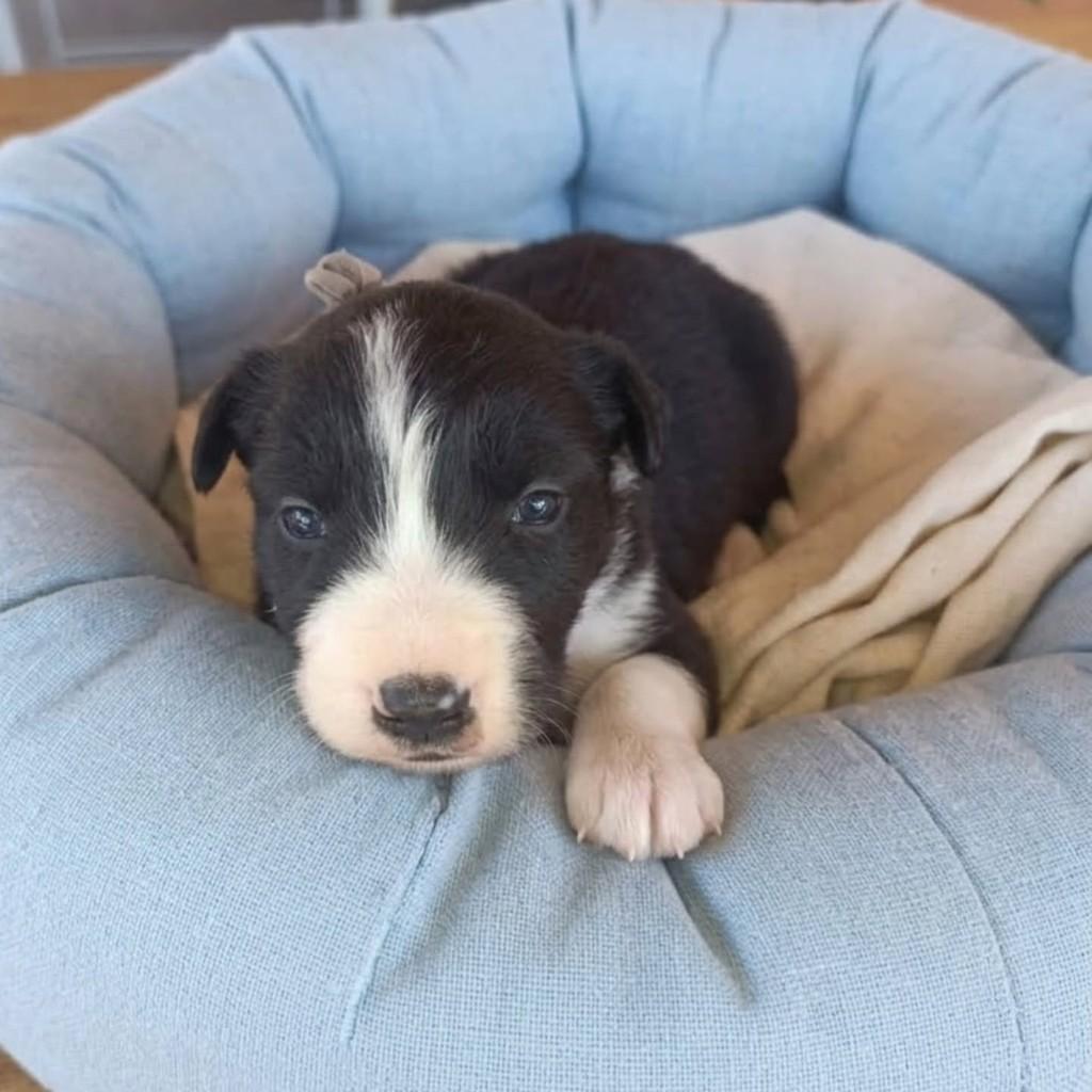 Mário Eugênio, cachorro de porte médio para adoção em São Paulo - SP