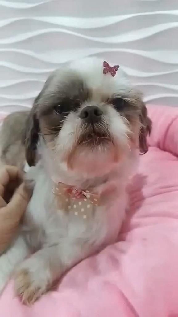 Prada, cadela de porte pequeno para adoção em São Paulo - SP