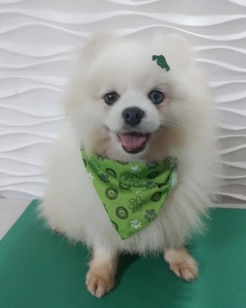 Lennon, cachorro de porte pequeno para adoção em São Paulo - SP