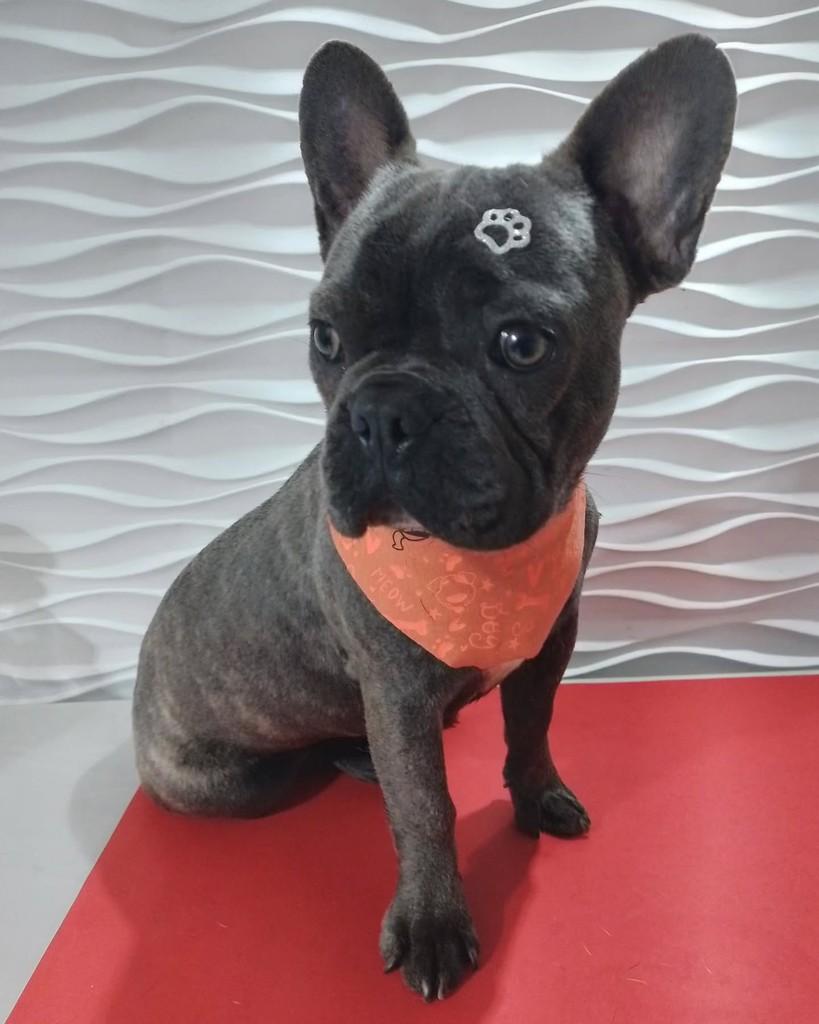 Latan, cachorro de porte pequeno para adoção em São Paulo - SP
