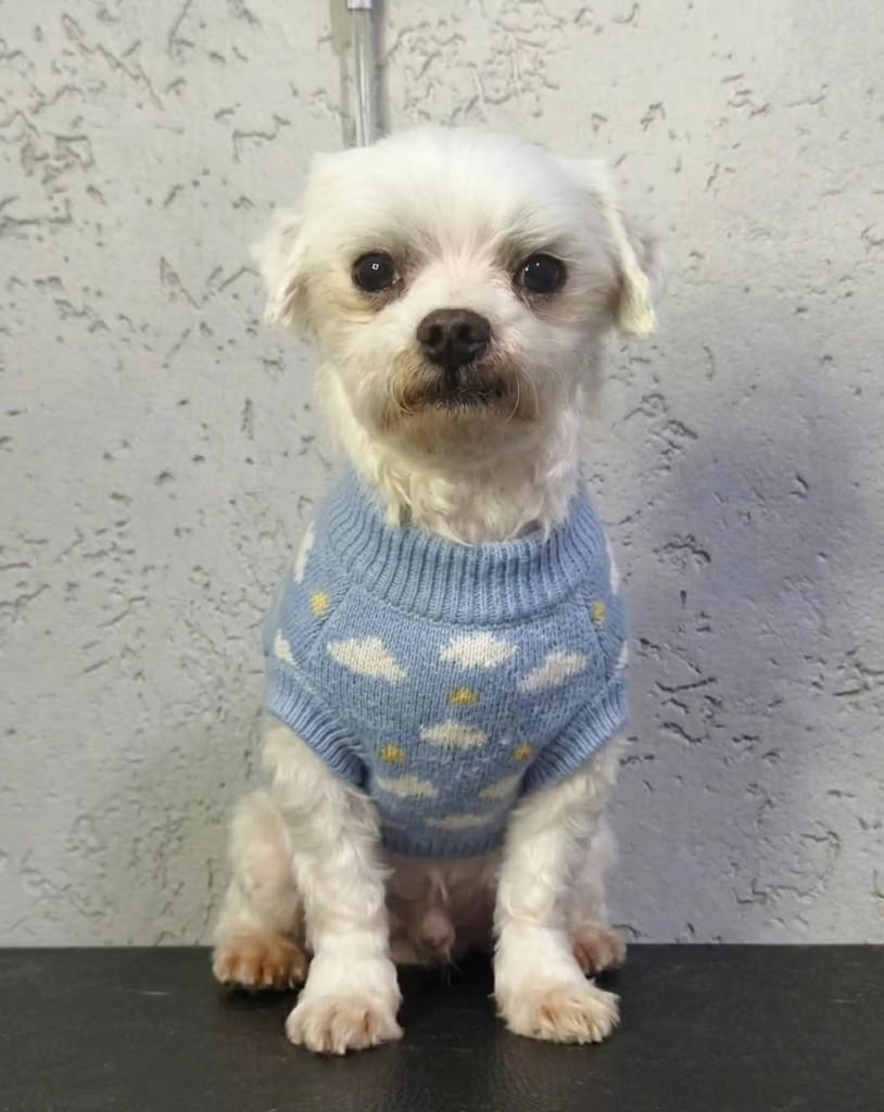 Billynho, cachorro de porte pequeno para adoção em São Paulo - SP