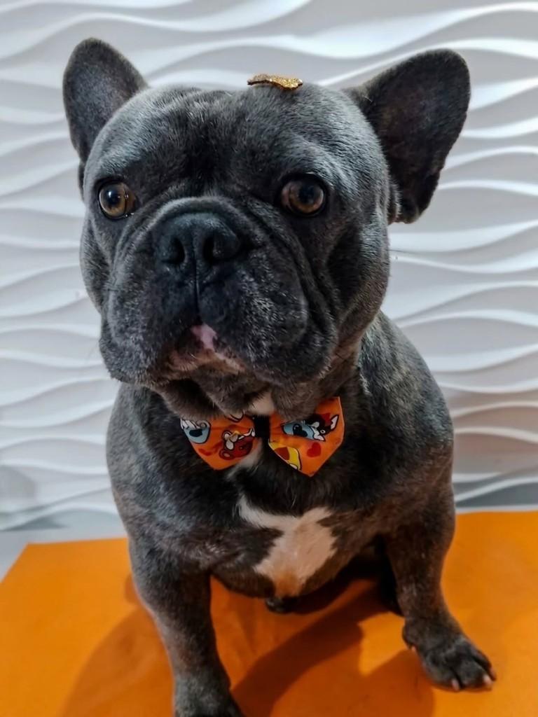 Toretto, cachorro de porte pequeno para adoção em São Paulo - SP