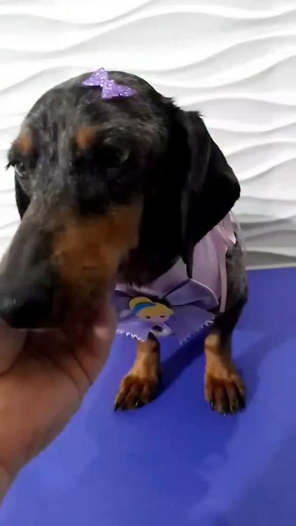 Biju, cachorro de porte pequeno para adoção em São Paulo - SP