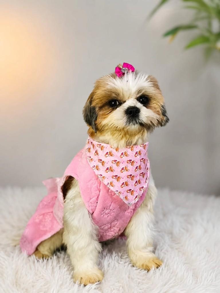 Nely, cachorro de porte pequeno para adoção em São Paulo - SP
