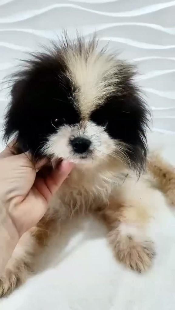 Panda, cachorro de porte pequeno para adoção em São Paulo - SP