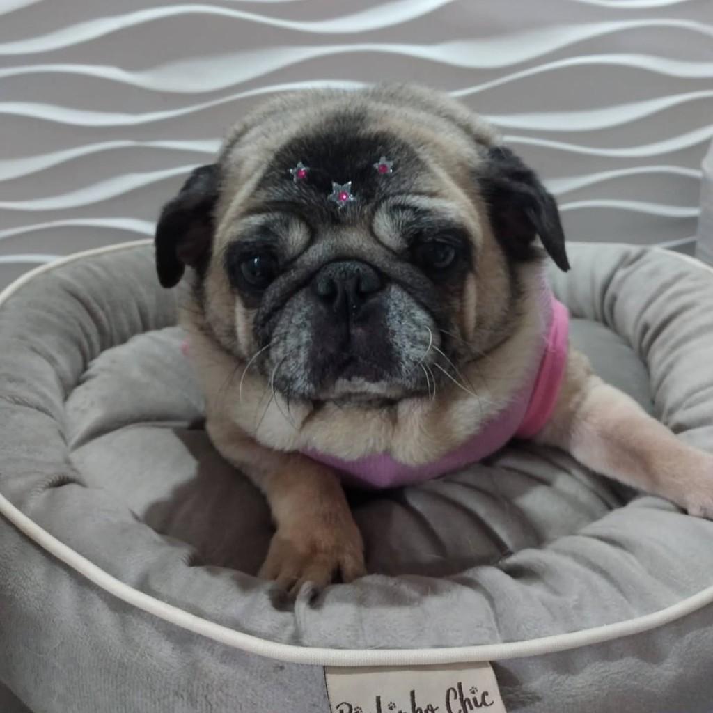 Izabel, cadela de porte pequeno para adoção em São Paulo - SP