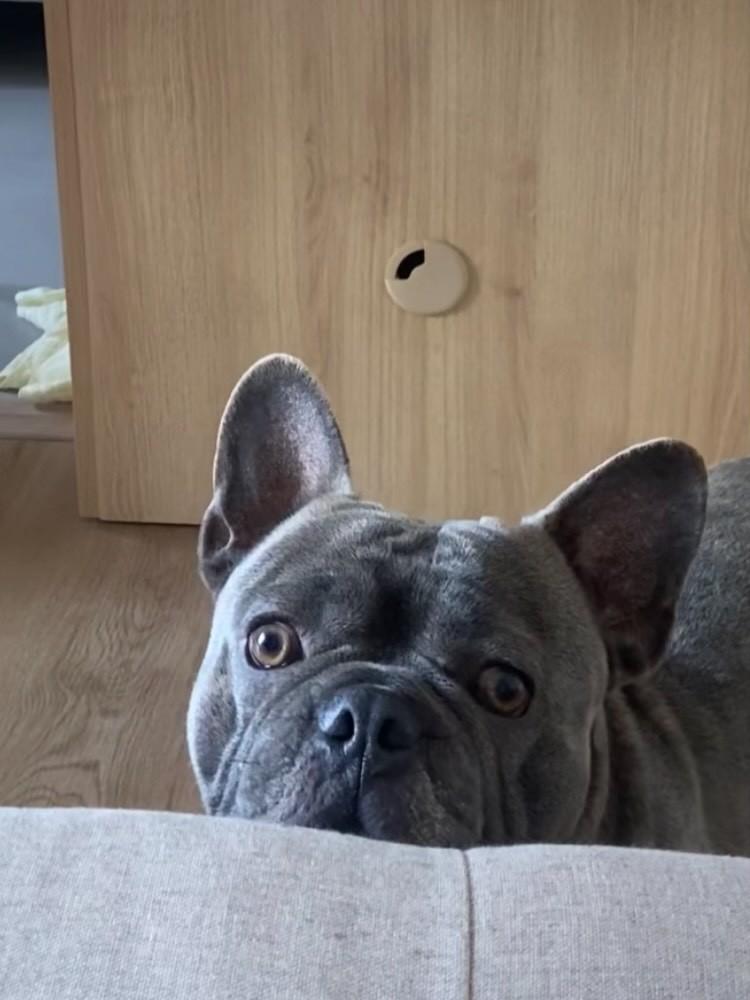 Remy, cachorro de porte pequeno para adoção em Santo André - SP