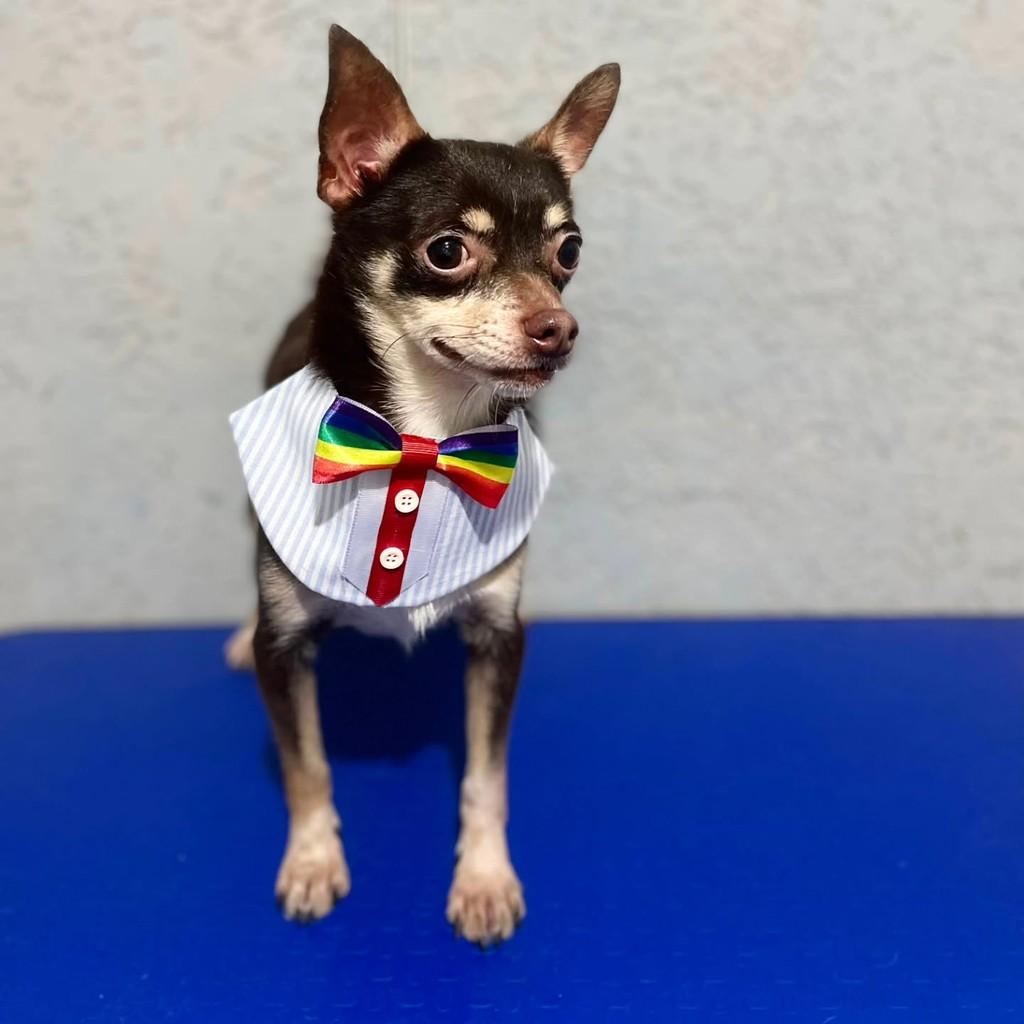 Toy, cachorro de porte pequeno para adoção em São Paulo - SP