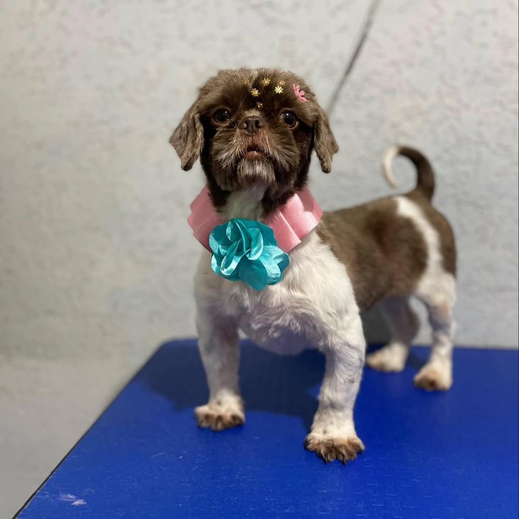 Pandora, cachorro de porte pequeno para adoção em São Paulo - SP