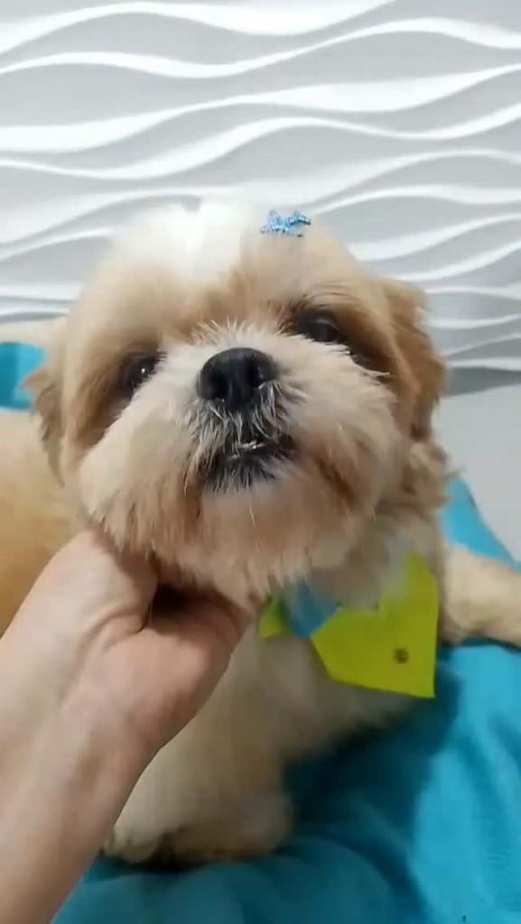 Italo, cachorro de porte pequeno para adoção em São Paulo - SP