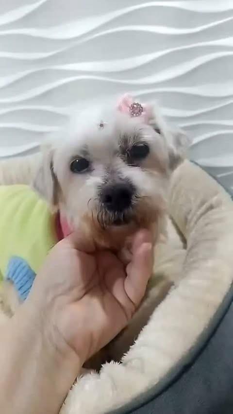 Elen, cachorro de porte pequeno para adoção em São Paulo - SP