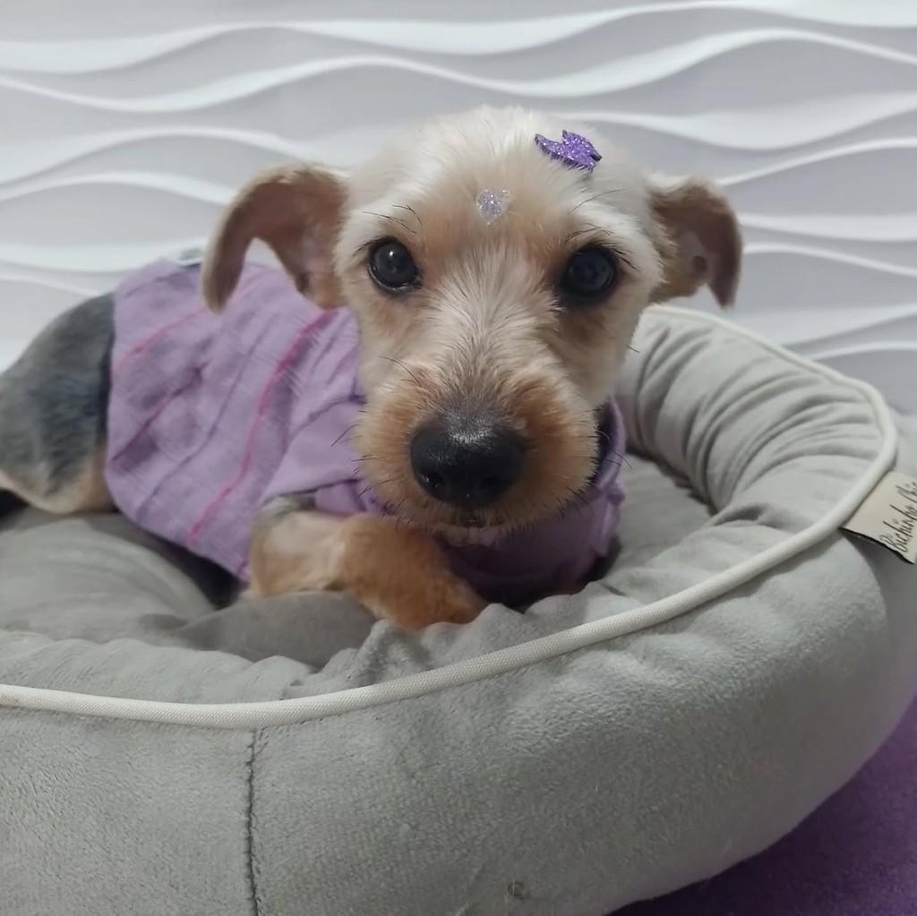 Diana, cachorro de porte pequeno para adoção em São Paulo - SP