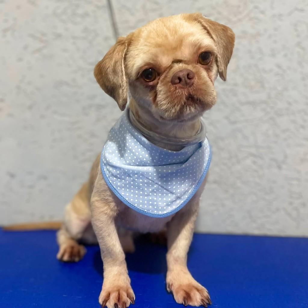 Joca, cachorro de porte pequeno para adoção em São Paulo - SP