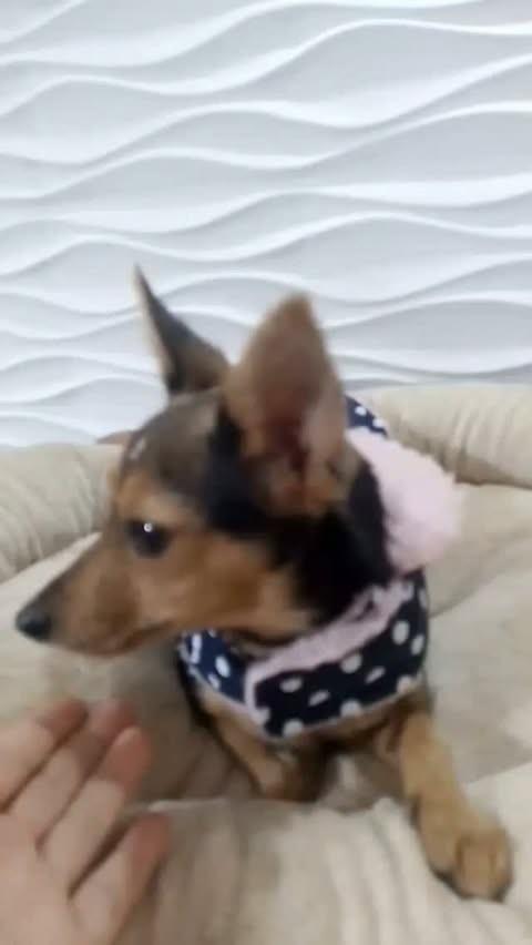 Chica, cachorro de porte pequeno para adoção em São Paulo - SP