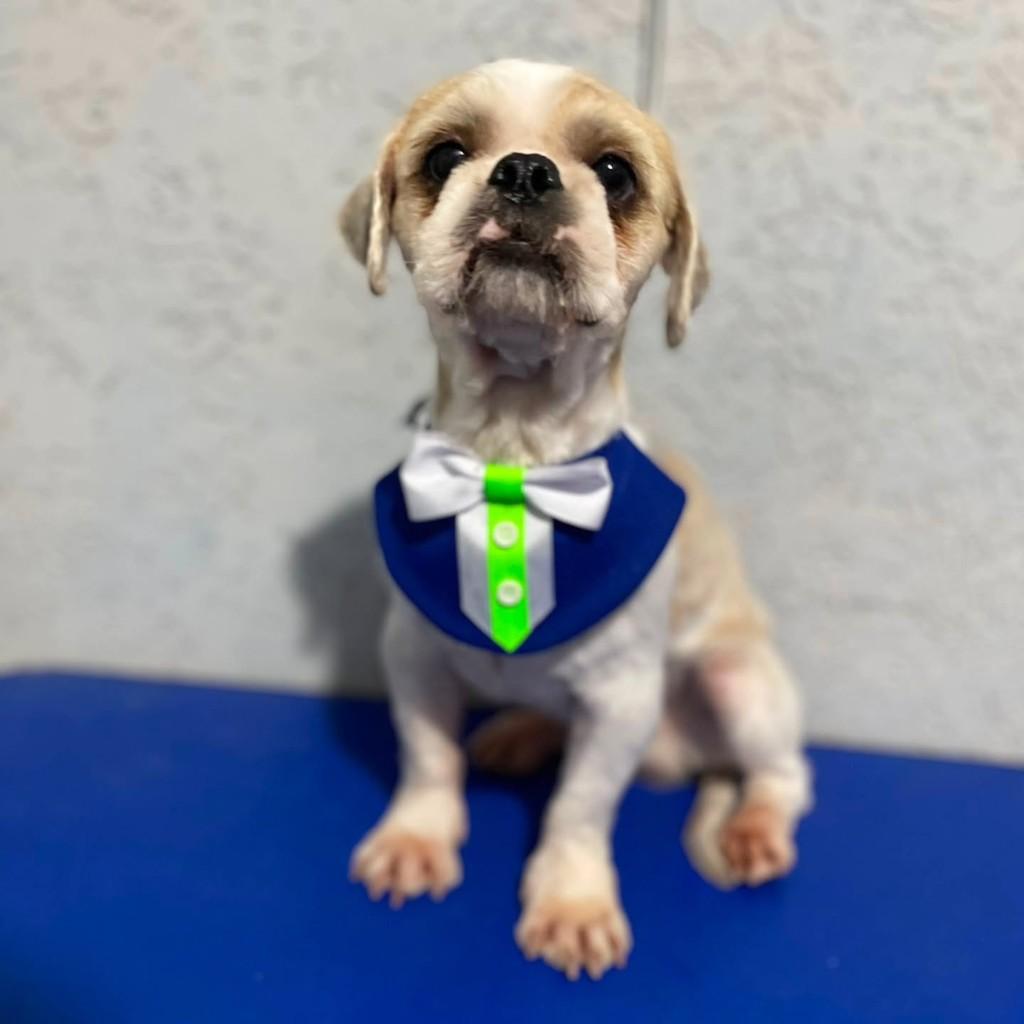 Breno, cachorro de porte pequeno para adoção em São Paulo - SP