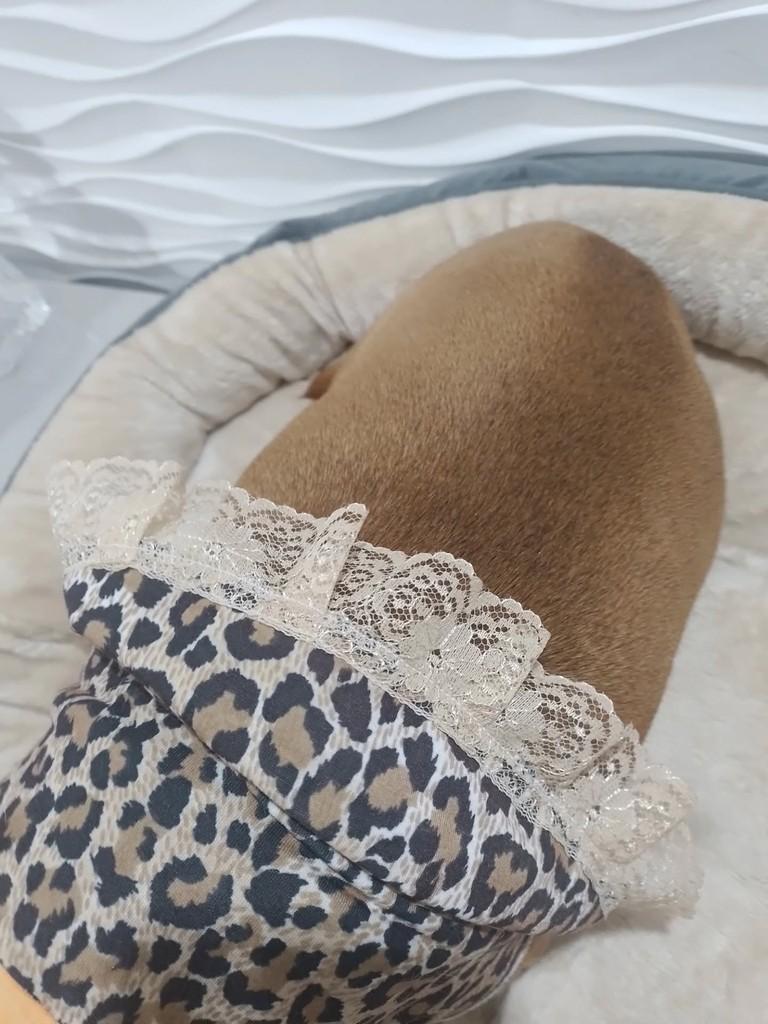 Gorducha, cachorro de porte pequeno para adoção em São Paulo - SP