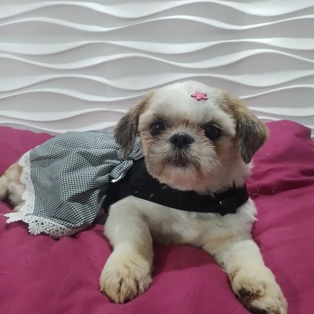 Isadora, cachorro de porte pequeno para adoção em São Paulo - SP