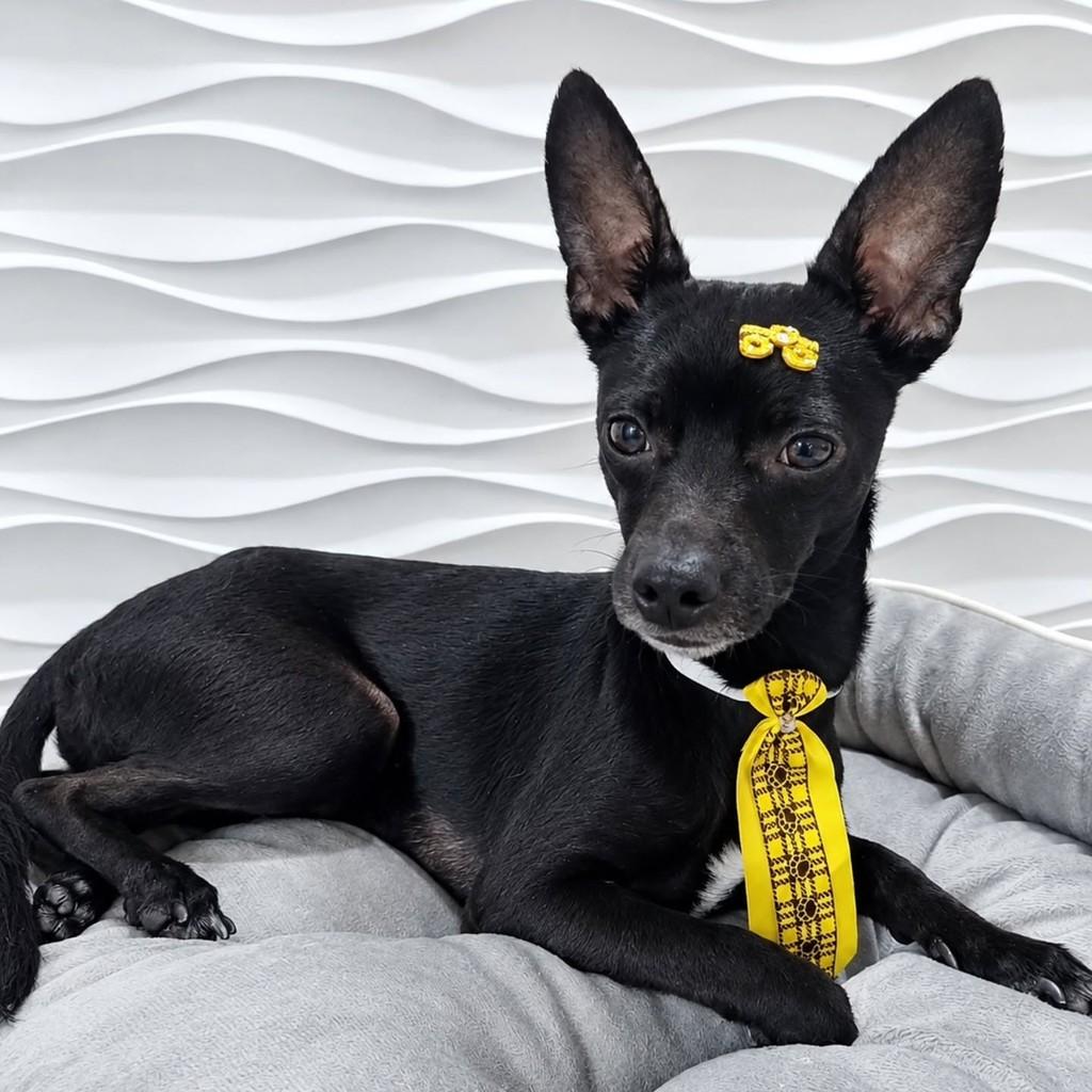 José Bento, cachorro de porte pequeno para adoção em São Paulo - SP