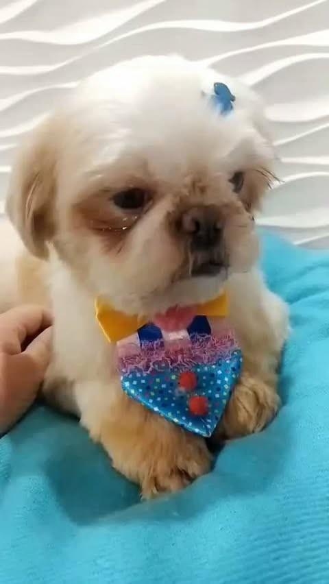 Dinho, cachorro de porte pequeno para adoção em São Paulo - SP