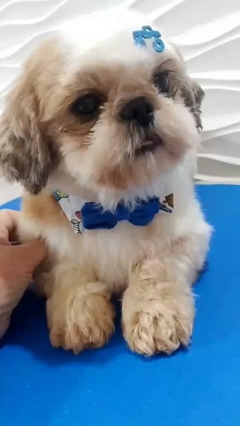 Edu, cachorro de porte médio para adoção em São Paulo - SP