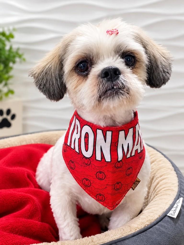 Rufos, cachorro de porte pequeno para adoção em São Paulo - SP