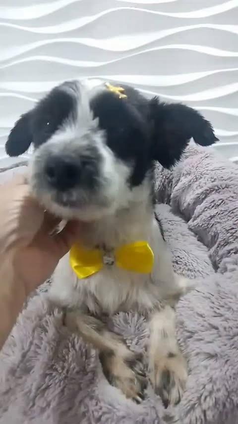Sinuca, cachorro de porte pequeno para adoção em São Paulo - SP