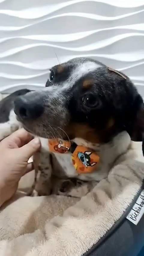 Rock, cachorro de porte pequeno para adoção em São Paulo - SP