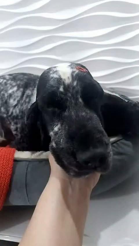 Murilo, cachorro de porte grande para adoção em São Paulo - SP