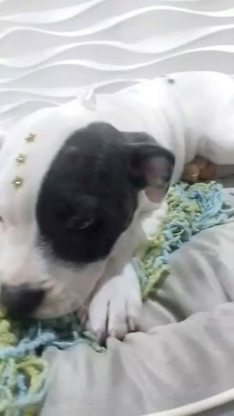 Kyara, cadela de porte médio para adoção em São Paulo - SP